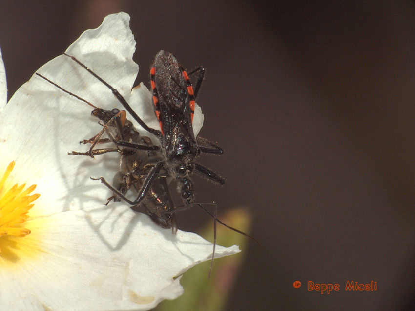 Sphedanolestes sanguineus (Heteroptera, Reduviidae)